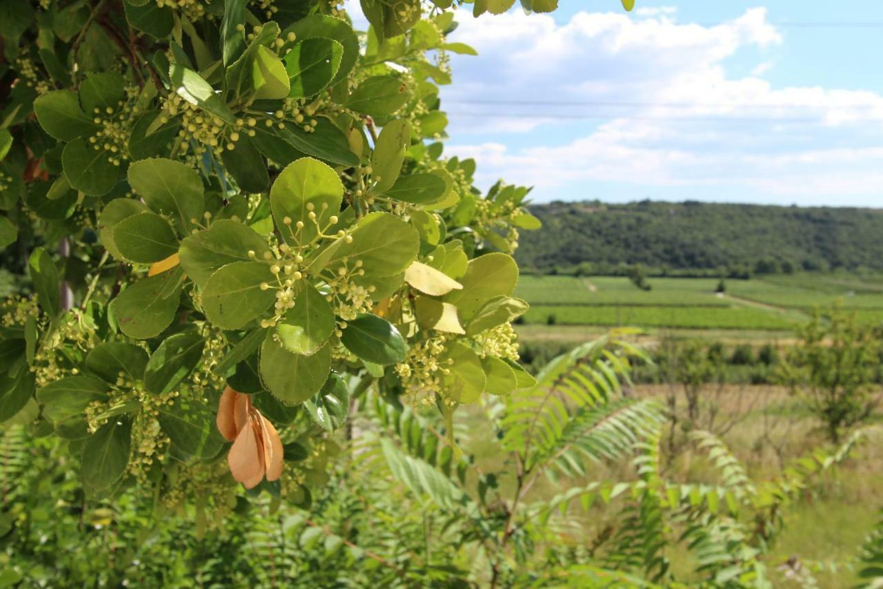 Vila Flora Sečovlje エクステリア 写真